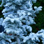 white flocked christmas trees | Oregon Coastal Flowers LLC white flocked christmas trees