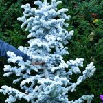 white flocked trees | Oregon Coastal Flowers LLC white flocked trees
