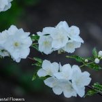 spring lace flowers | Oregon Coastal Flowers LLC spring lace flowers