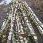 Birch Poles from Oregon Coast