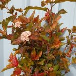Specialty Cut Flowers Ninebark | Oregon Coastal Flowers LLC Specialty Cut Flowers Ninebark