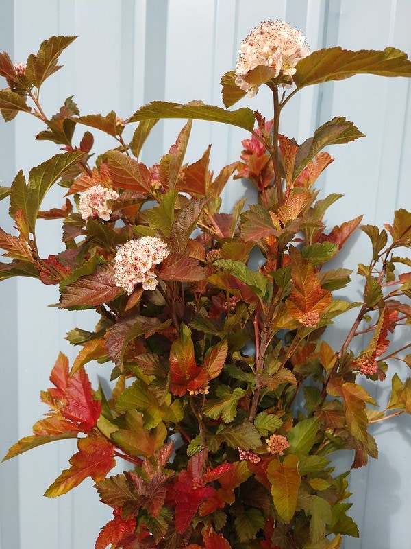 Specialty Green Foliages including Ninebark & Viburnum
