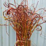 fantail willow | Oregon Coastal Flowers LLC fantail willow