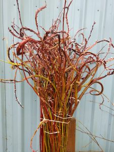 fantail willow | Oregon Coastal Flowers LLC fantail willow branches