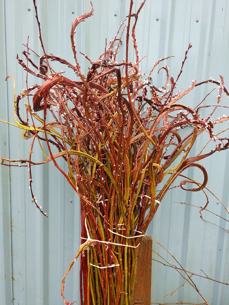 Fantail Willow Branches Wholesale