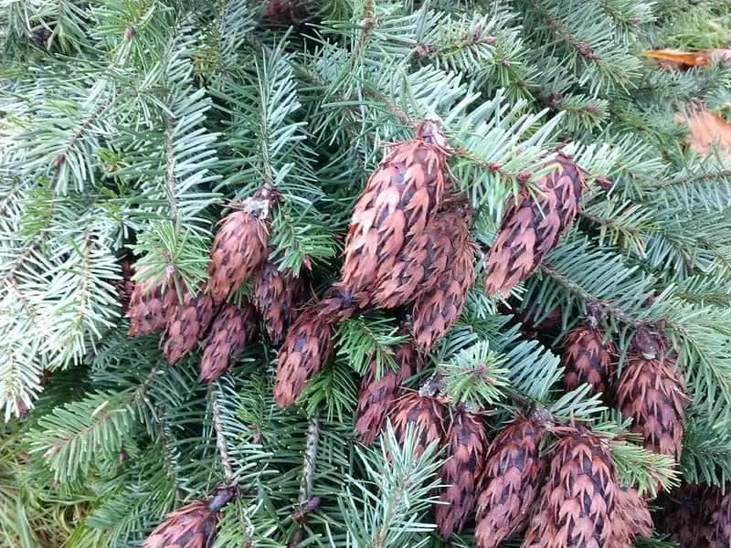 12.10.20 Christmas Greens with Cones
