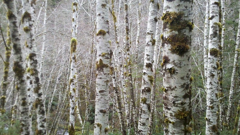 10.22.20 Birch Poles from Oregon Coast