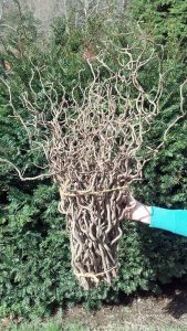 Contorted Chestnut | Oregon Coastal Flowers LLC Contorted Chestnut