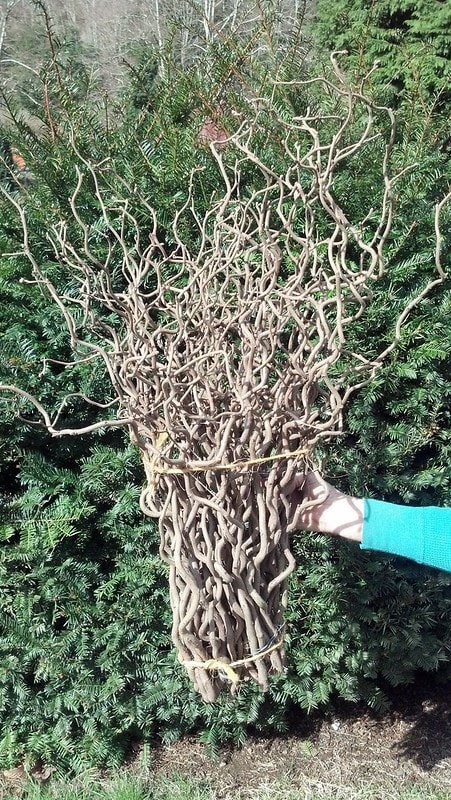 3.06.20 Contorted Chestnut