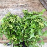 Specialty Cut Flowers Spring Lace Viburnum, Ninebark, & Mock Orange | Oregon Coastal Flowers LLC Specialty Cut Flowers Spring Lace Viburnum, Ninebark, & Mock Orange
