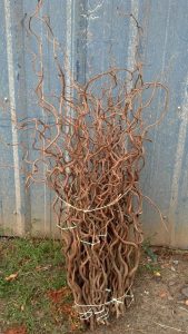 Contorted Chestnut | Oregon Coastal Flowers LLC Contorted Chestnut