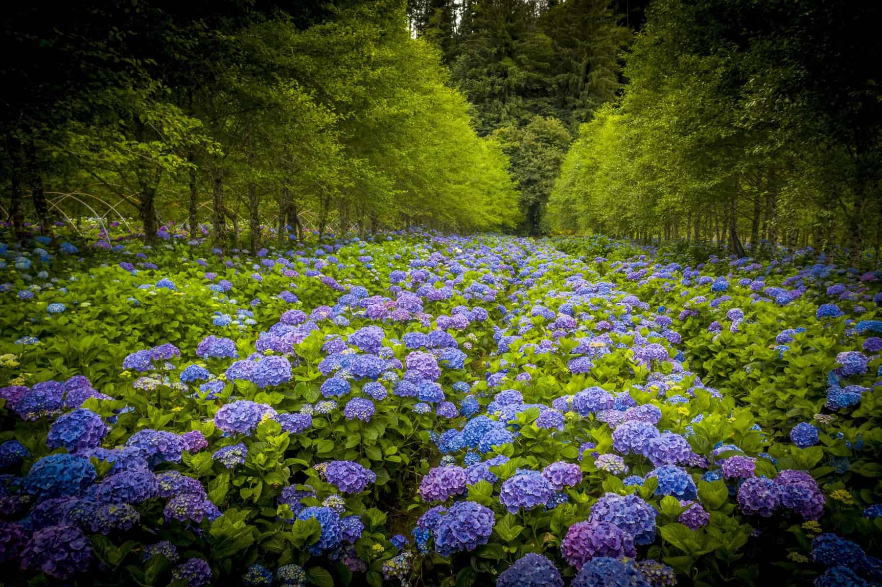 8.08.20 Hydrangea Ranch featured on Grant’s Getaways