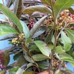 Viburnum Berries | Oregon Coastal Flowers LLC Viburnum Berries