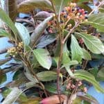 Viburnum Berries | Oregon Coastal Flowers LLC Viburnum Berries