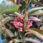 Viburnum Berries | Oregon Coastal Flowers LLC Viburnum Berries