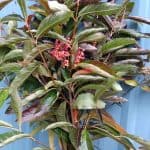 Viburnum Berries | Oregon Coastal Flowers LLC Viburnum Berries