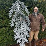flocked noble fir