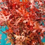 Ruby Red Fall Oak Branches Thanksgiving Oak Branches | Oregon Coastal Flowers LLC Ruby Red Fall Oak Branches Thanksgiving Oak Branches