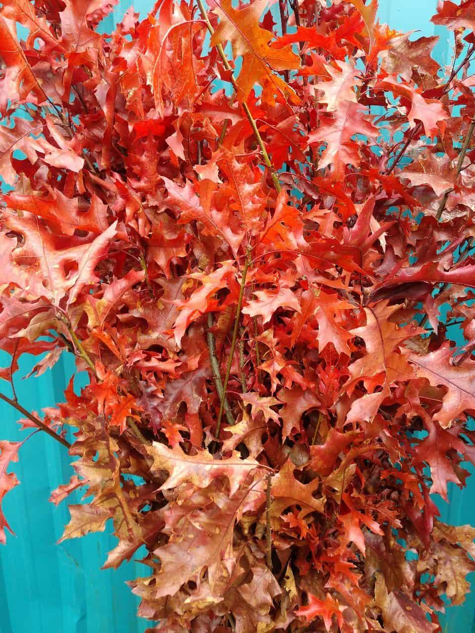 Red oak branches and fall foliage for wholesale floral use — Oregon Coastal Flowers