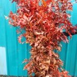 oak branches | Oregon Coastal Flowers LLC oak branches