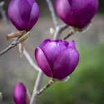 black magnolias on the oregon coast | Oregon Coastal Flowers LLC black magnolias on the oregon coast