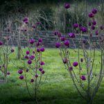 black magnolia flowers | Oregon Coastal Flowers LLC black magnolia flowers
