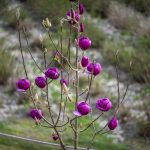 black magnolia trees | Oregon Coastal Flowers LLC black magnolia trees