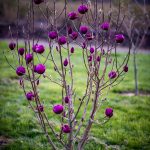 oregon coastal flowers | Oregon Coastal Flowers LLC oregon coastal flowers
