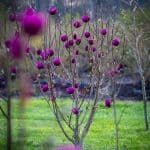 black tulip magnolia | Oregon Coastal Flowers LLC black tulip magnolia