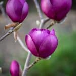 black tulip magnolia | Oregon Coastal Flowers LLC black tulip magnolia