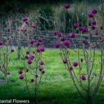black tulip magnolia on the oregon coast