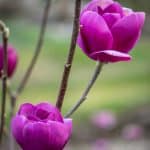 black tulip magnolia | Oregon Coastal Flowers LLC black tulip magnolia
