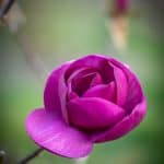 black tulip magnolia | Oregon Coastal Flowers LLC black tulip magnolia
