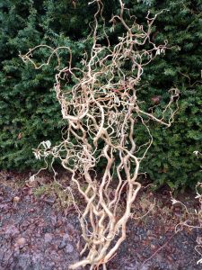 contorted chestnut | Oregon Coastal Flowers LLC contorted chestnut