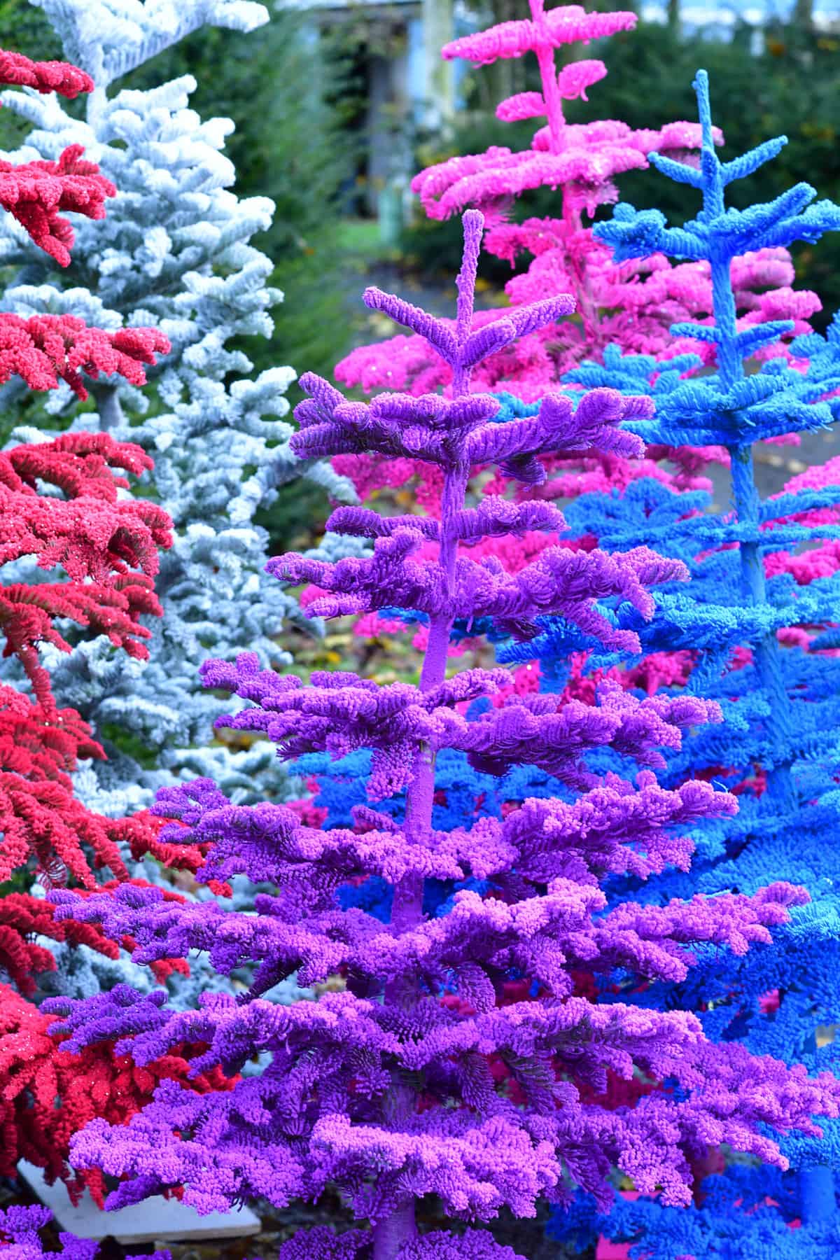 10.18.21 Christmas Specialty Flocked Branches