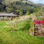 oregon coastal flowers | Oregon Coastal Flowers LLC oregon coastal flowers