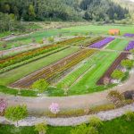 flower farms on the oregon coast | Oregon Coastal Flowers LLC flower farms on the oregon coast
