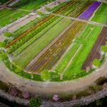 oregon coastal flowers springtime | Oregon Coastal Flowers LLC oregon coastal flowers springtime