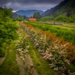 Pink Snowball Viburnum | Oregon Coastal Flowers LLC Pink Snowball Viburnum