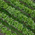 flower farmers on the oregon coast | Oregon Coastal Flowers LLC flower farmers on the oregon coast