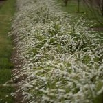 lunaria cherry