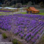 lunaria cherry | Oregon Coastal Flowers LLC lunaria cherry