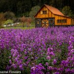 lunaria flowers blooming | Oregon Coastal Flowers LLC lunaria flowers blooming