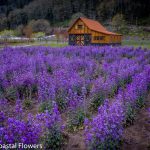lunaria flowers blooming | Oregon Coastal Flowers LLC lunaria flowers blooming