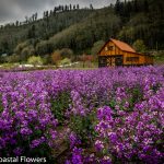oregon coastal flowers | Oregon Coastal Flowers LLC oregon coastal flowers