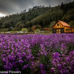 lunaria cherry blooming | Oregon Coastal Flowers LLC lunaria cherry blooming