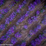 lunaria cherry blooming | Oregon Coastal Flowers LLC lunaria cherry blooming