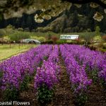 lunaria cherry | Oregon Coastal Flowers LLC lunaria cherry