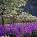 lunaria | Oregon Coastal Flowers LLC lunaria