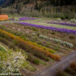 Spirea, Hellabores, & other Easter Specialty Branches | Oregon Coastal Flowers LLC Spirea, Hellabores, & other Easter Specialty Branches